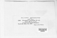 Nothopassalora personata image